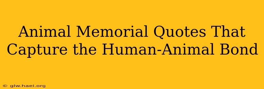 Animal Memorial Quotes That Capture the Human-Animal Bond