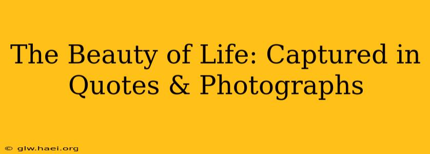 The Beauty of Life: Captured in Quotes & Photographs